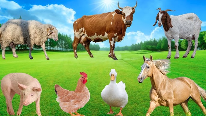 Farm animals